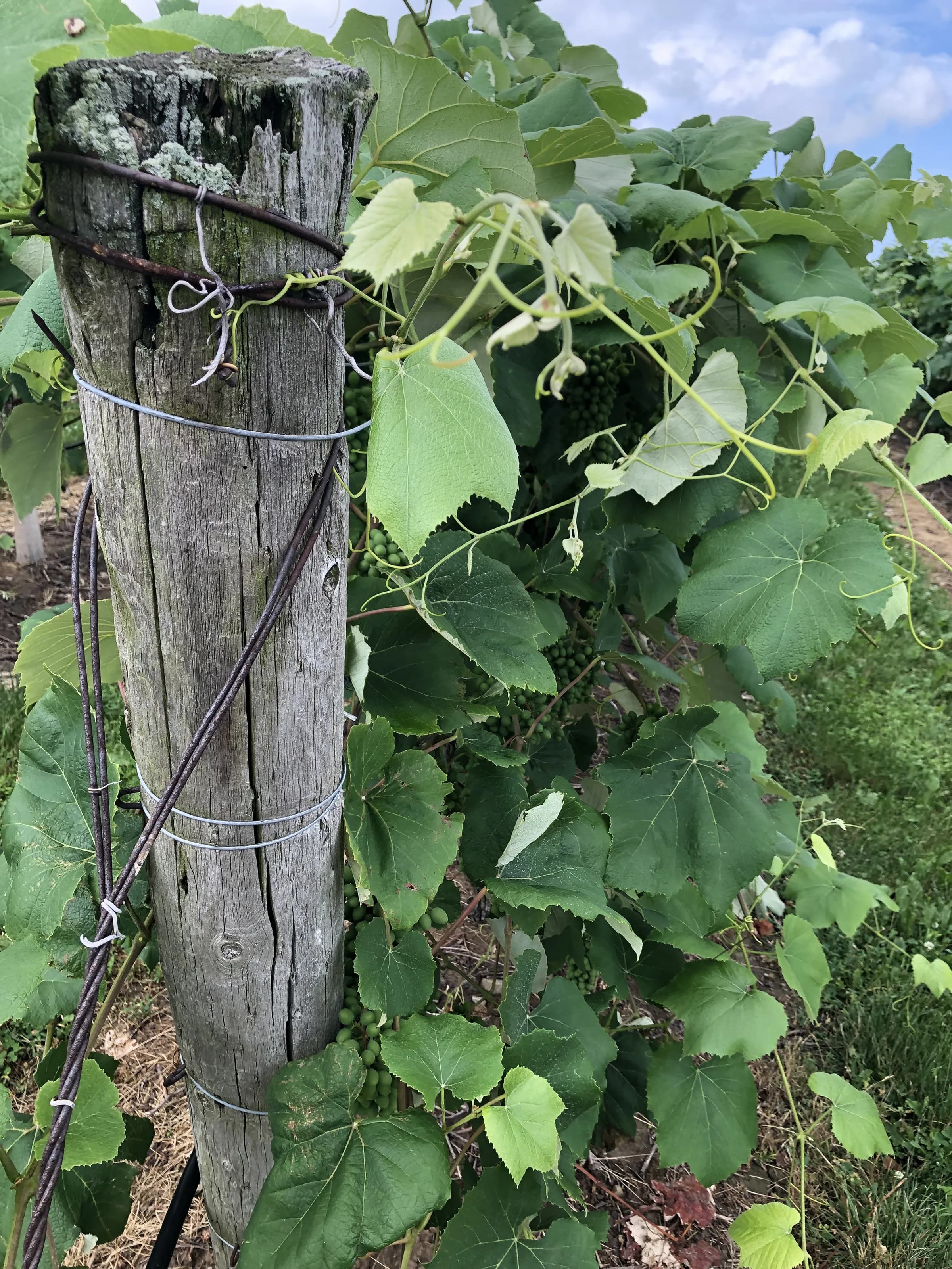 Young green grape clusters and vine leaves beside a weathered wooden end post in a Niagara vineyard